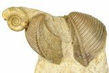 Jurassic Fossil Ammonite, Sea Snail, and Bivalves - Évrecy, France #367910-1